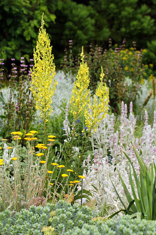 花园与Verbascum chaixii, achilles lelefolium, Stachis byzantica